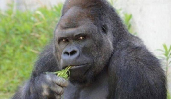 世界上咬合力最强的动物