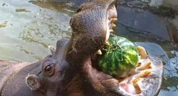 世界上咬合力最强的动物