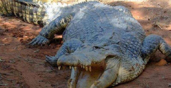 世界上咬合力最强的动物