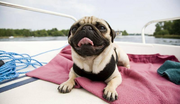 养巴哥最大的忌讳