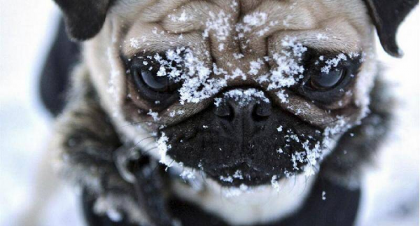 养巴哥最大的忌讳