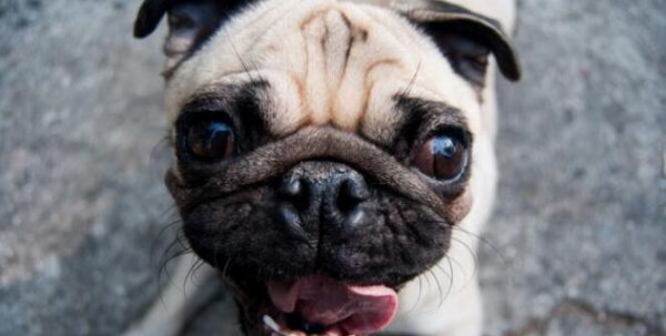 养巴哥最大的忌讳