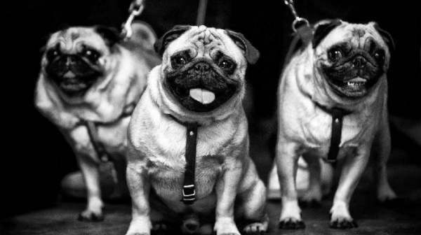 养巴哥最大的忌讳