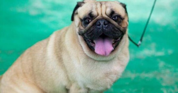 养巴哥最大的忌讳