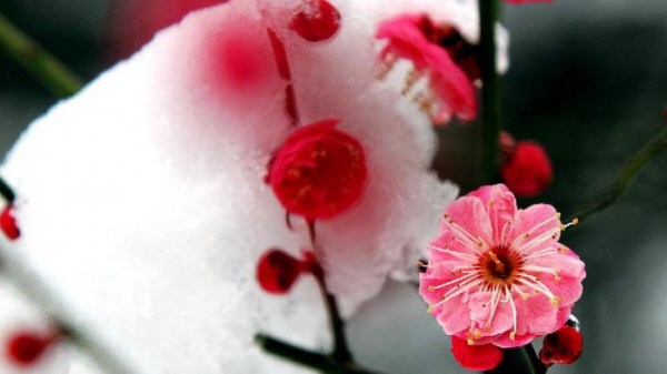 大雪节气的含义是什么