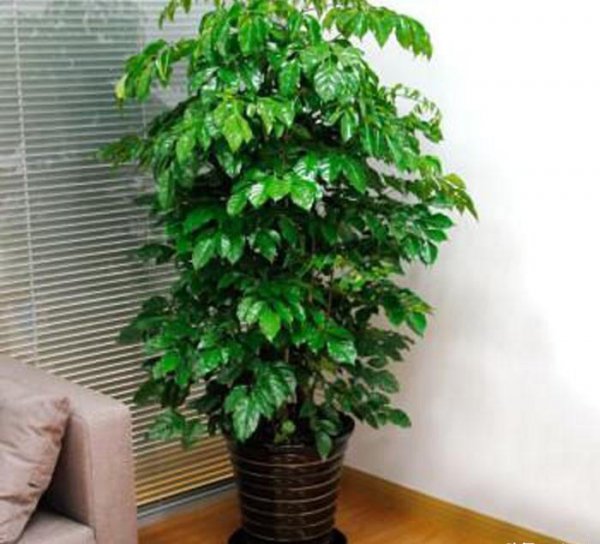 家里男人出轨摆什么可以化解