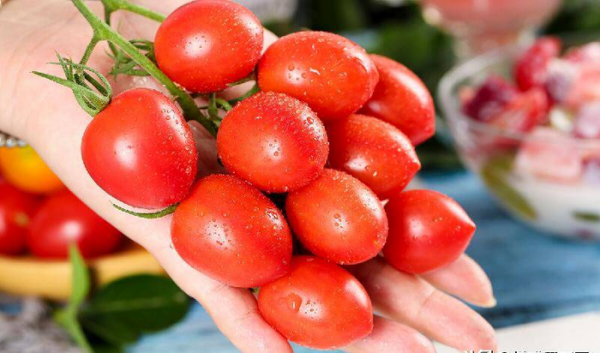 圣女果好还是千禧果好