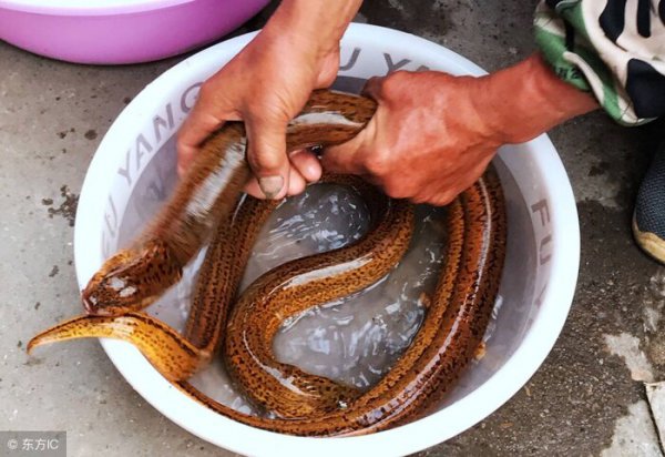世界上最大的黄鳝36斤