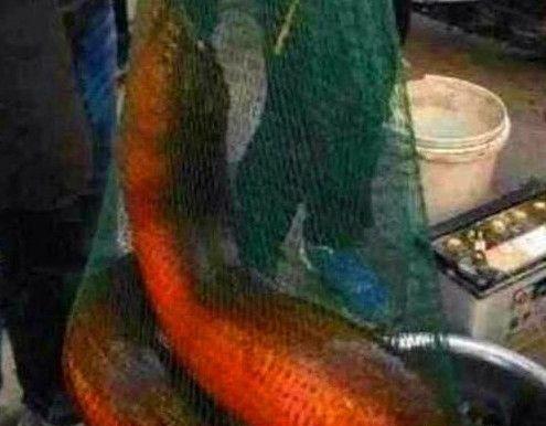 世界上最大的黄鳝36斤