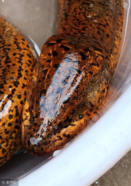 世界上最大的黄鳝36斤