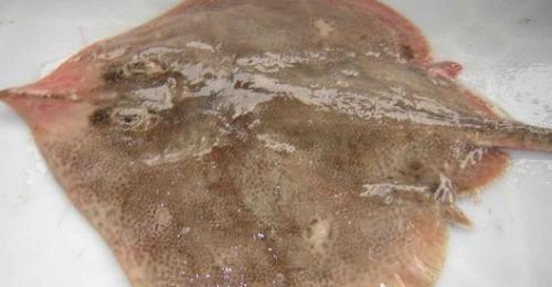 世界上最臭的食物