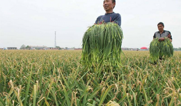 过年不回家做什么工作赚钱