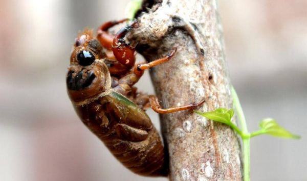 过年不回家做什么工作赚钱