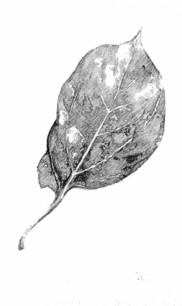 为什么说明朝很诡异