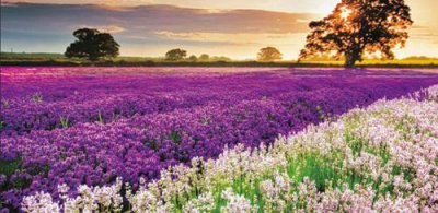 不争不抢的人其实很厉害 不争不抢性格的人反而得到更多