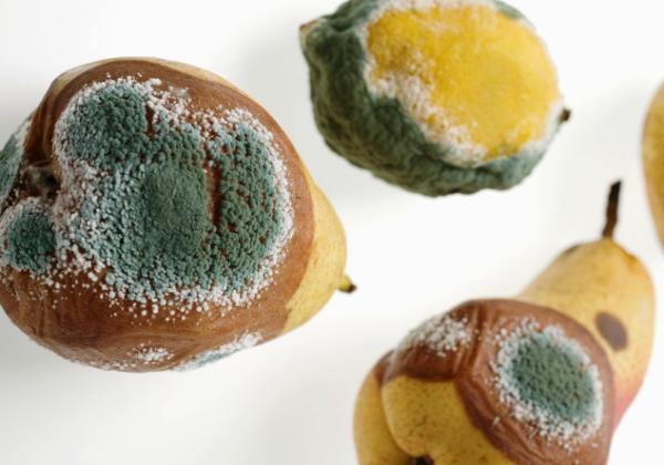 发霉的东西用什么洗才能干净