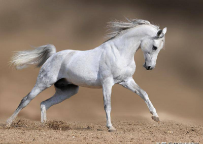 白马非马的哲学原理矛盾 是真理还是谬误？什么哲学道理？