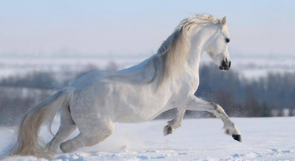 白马非马的哲学原理矛盾