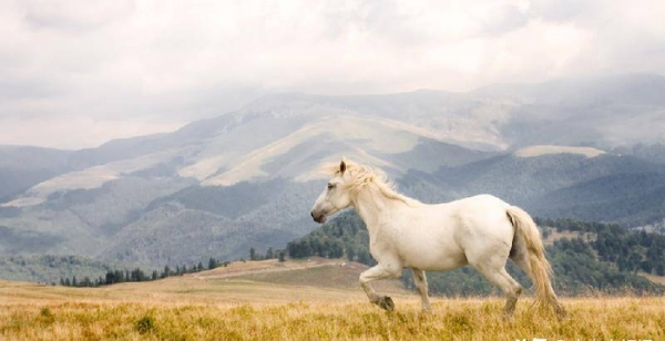 白马非马的哲学原理矛盾