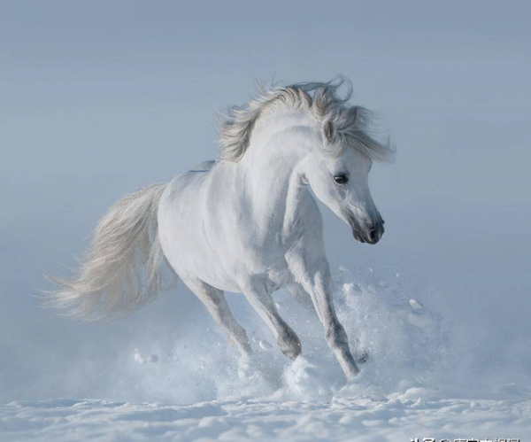 白马非马的哲学原理矛盾