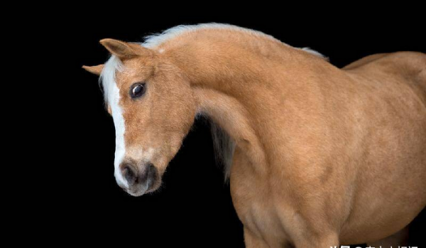 白马非马的哲学原理矛盾