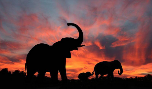 世界上最大的半岛是什么岛