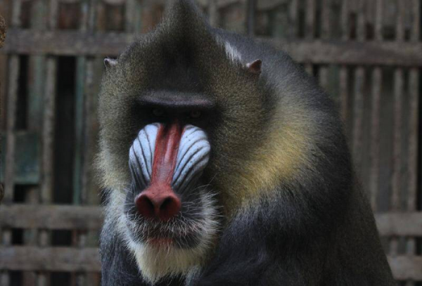 世界上最大的猴子是什么猴