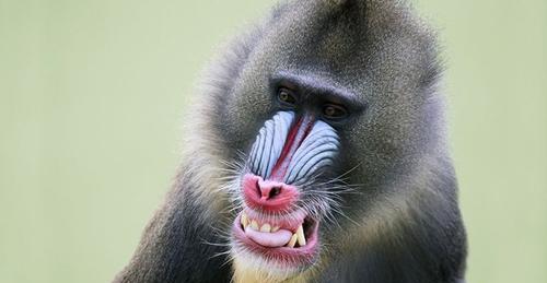 世界上最大的猴子是什么猴