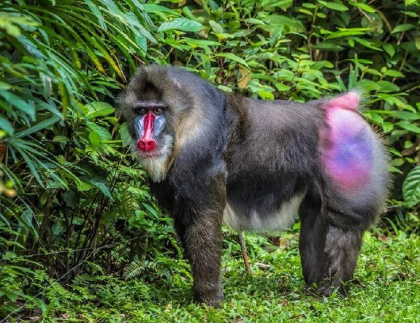 世界上最大的猴子是什么猴