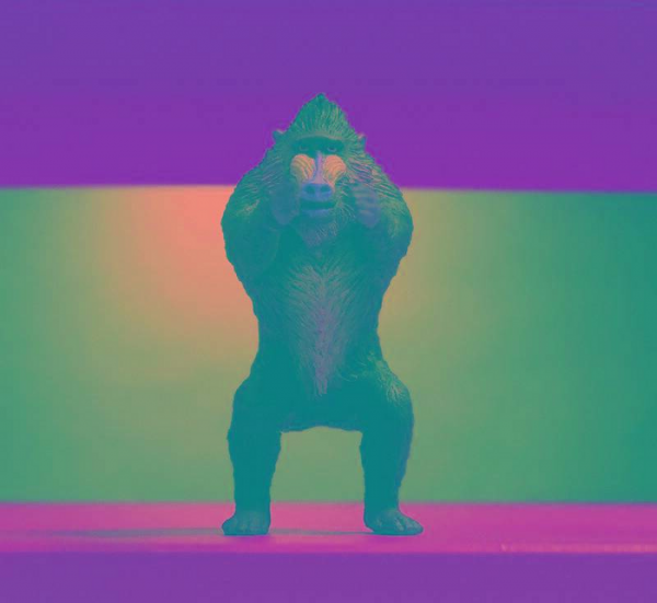 世界上最大的猴子是什么猴