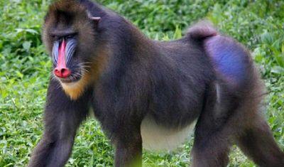 世界上最大的猴子是什么猴