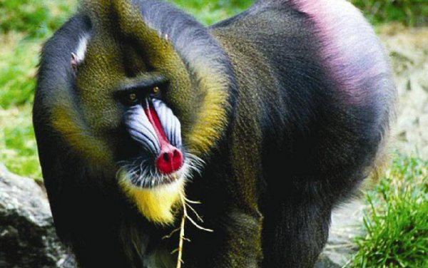 世界上最大的猴子是什么猴