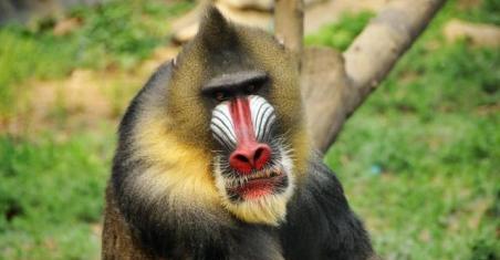 世界上最大的猴子是什么猴