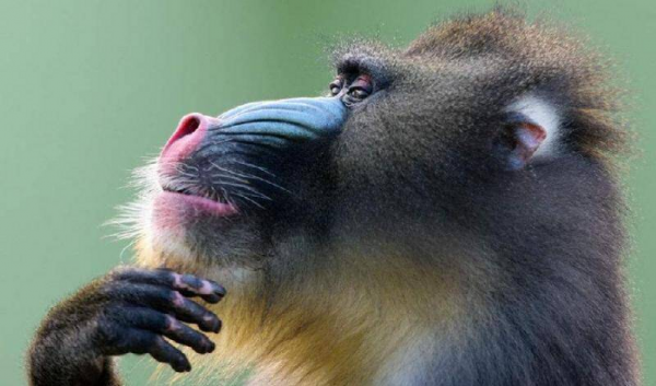 世界上最大的猴子是什么猴