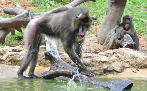 世界上最大的猴子是什么猴