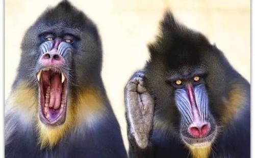 世界上最大的猴子是什么猴