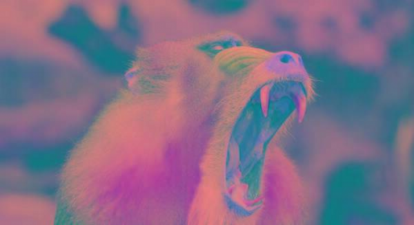 世界上最大的猴子是什么猴