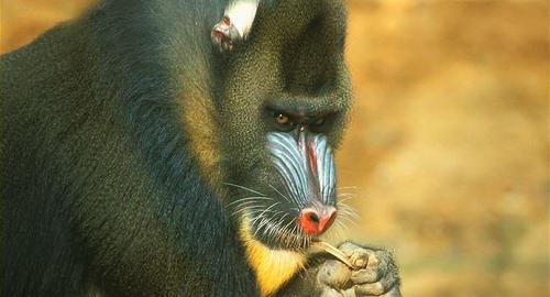 世界上最大的猴子是什么猴