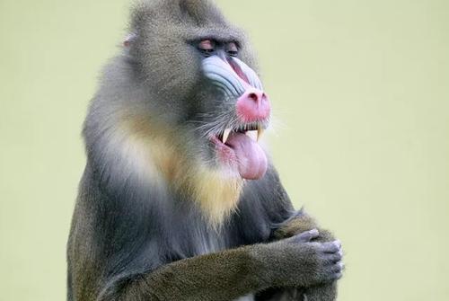 世界上最大的猴子是什么猴