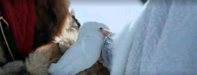 飞鸽传书是怎么做到的 飞鸽传书原理及速度有多快