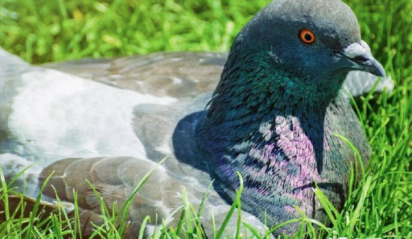 飞鸽传书是怎么做到的