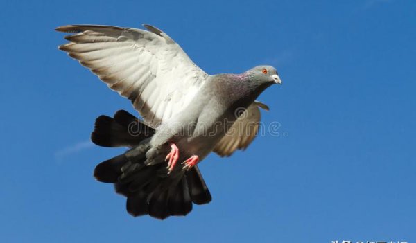 飞鸽传书是怎么做到的