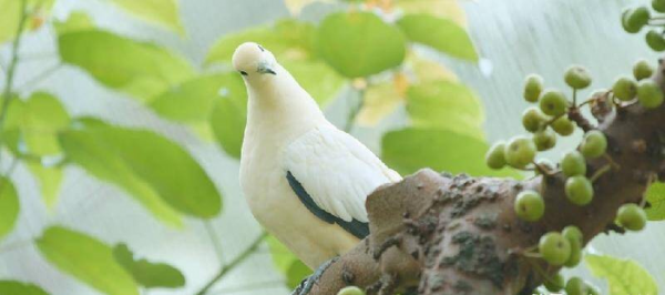 飞鸽传书是怎么做到的