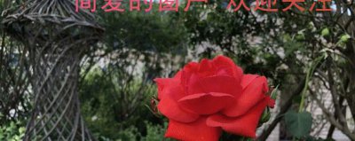 真正厉害的女人都是外表柔弱 女人中的极致狠角色