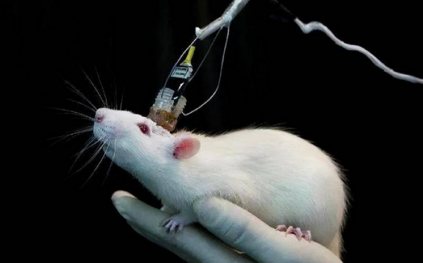 新鲜感能维持多久