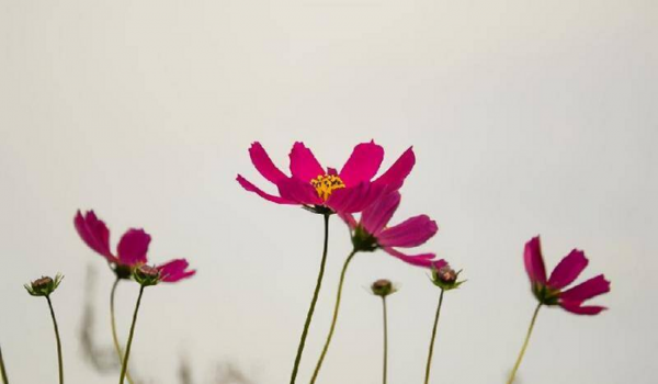 如何判断自己是否喜欢一个人