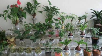 最好养的水培花 适合家养的水培植物花卉有哪些