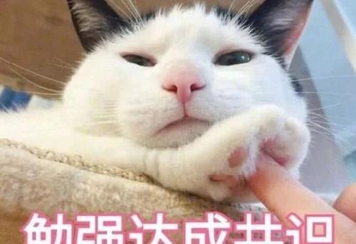 最好养的猫的排行榜