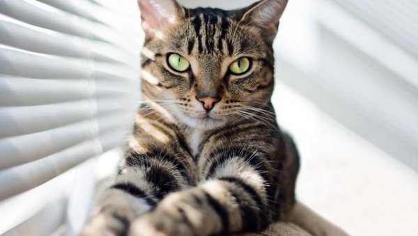 最好养的猫的排行榜