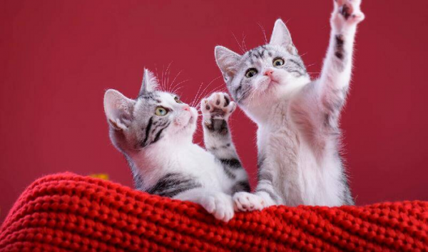 最好养的猫的排行榜